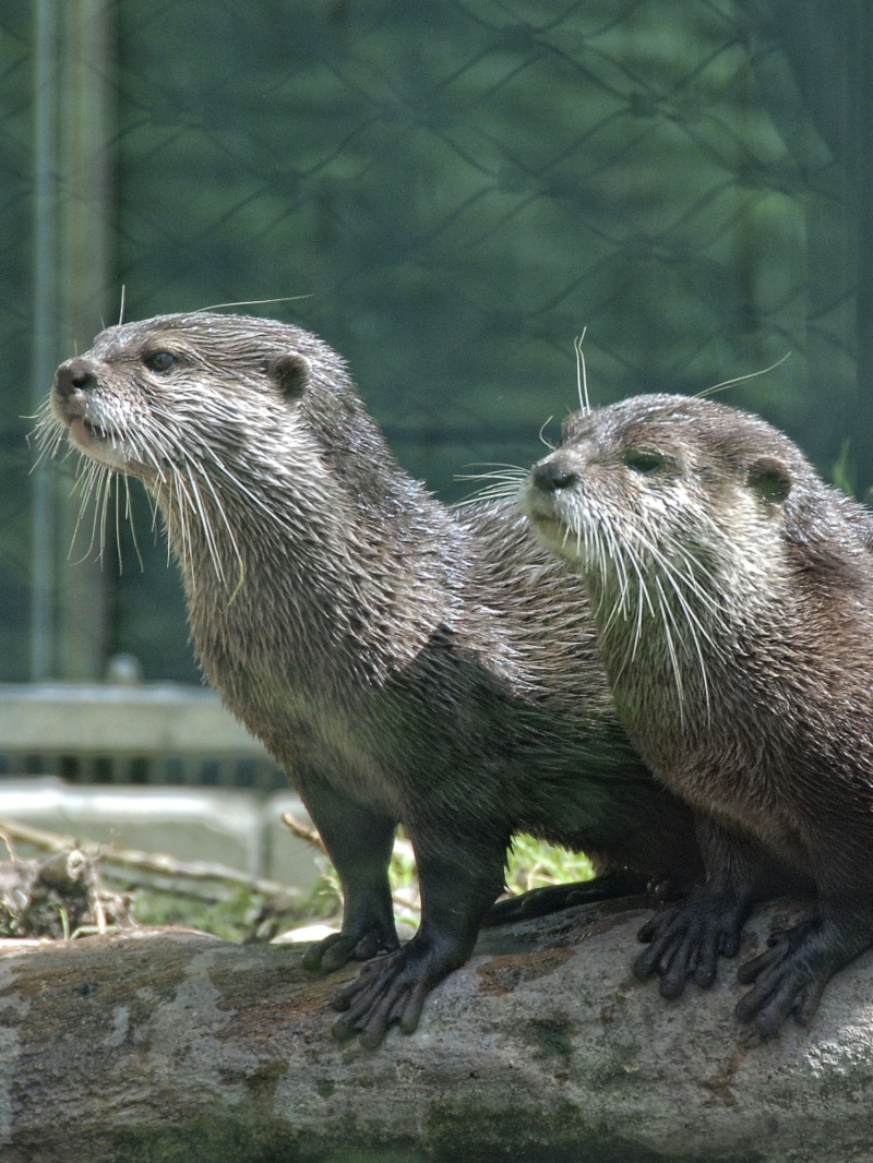 Two otters standing on a log above water