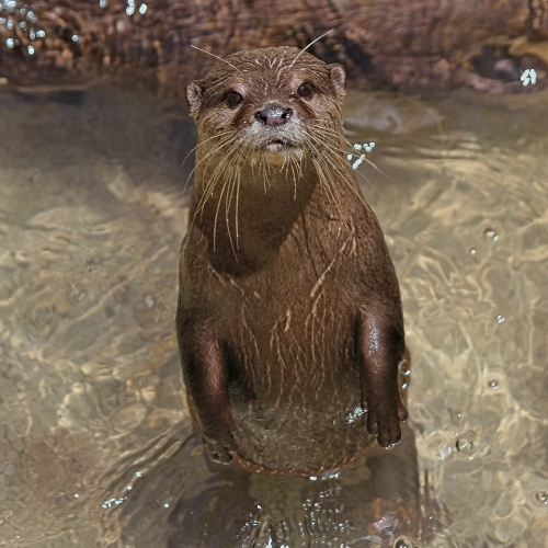 Confused Otter