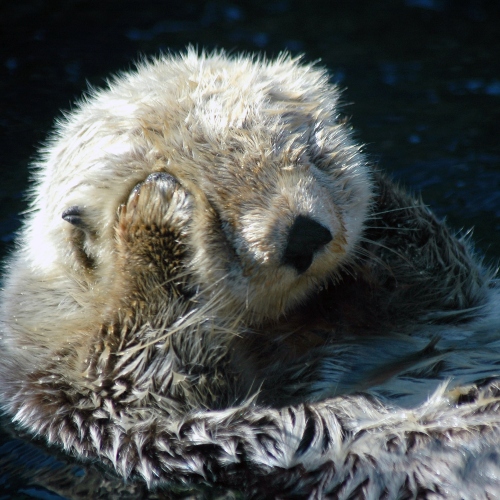 Shocked Otter