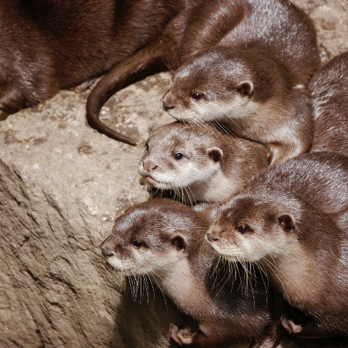 Family of Otters