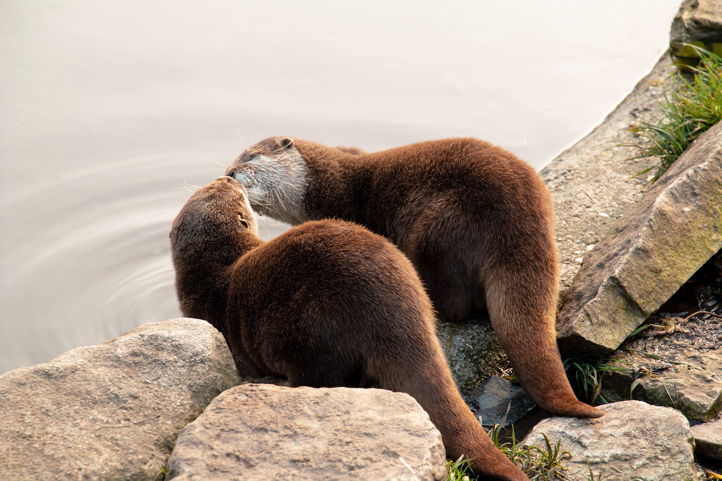 Picture of Otters Kissing